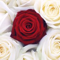 Bed-of-Red-and-White-Roses